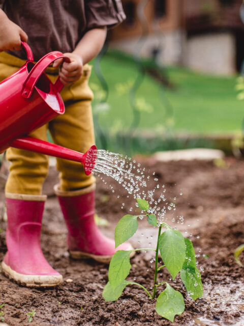 A little toddler in the garden, watering plants with can.